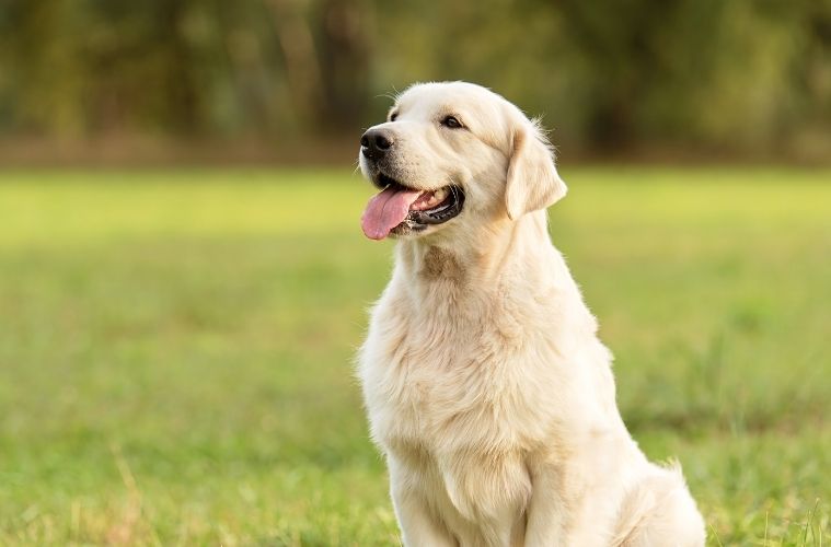 The Best Dog Breeds To Accompany a Golfer