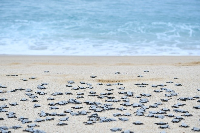 Pueblo Bonito Resorts Sea Turtle Rescue